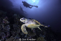 Hawksbill Turtle with two divers... by Jon Kreider 